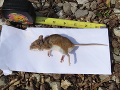 Peromyscus