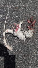 Ctenosaura similis similis