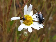 Cryptocephalus vittatus