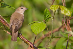 Garden Warbler photo 2