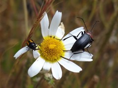 Cryptocephalus vittatus