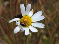 Cryptocephalus vittatus