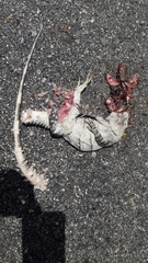 Ctenosaura similis similis