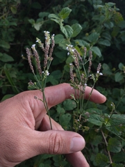 Verbena montevidensis