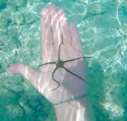 Green Serpent Star — photo 1
