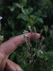 Verbena montevidensis
