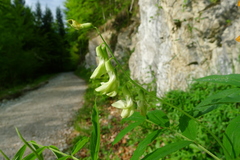 Lathyrus laevigatus occidentalis