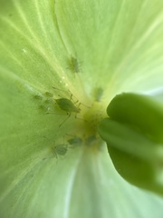 Macrosiphum hellebori