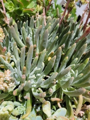 Dudleya virens hassei