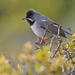 Rüppell's Warbler - Photo (c) Paul Cools, some rights reserved (CC BY-NC), uploaded by Paul Cools