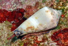 Conus sugillatus