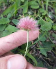 Noticastrum