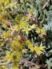 Dudleya virens hassei