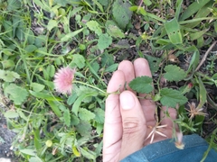 Noticastrum
