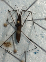Limnoporus dissortis