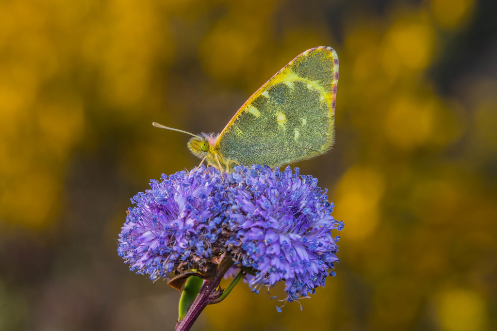 Spanish Greenish Black-tip