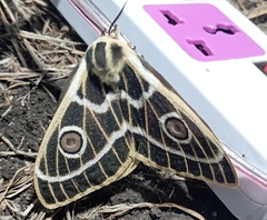 Bunaeopsis zaddachii