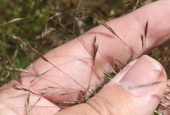 Deschampsia danthonioides