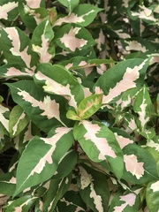 Graptophyllum