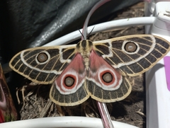 Bunaeopsis zaddachii