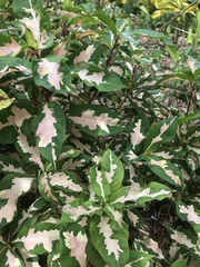Graptophyllum