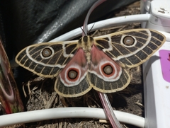 Bunaeopsis zaddachii