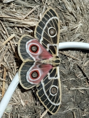 Bunaeopsis zaddachii
