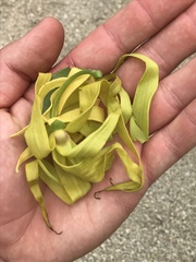Cananga odorata