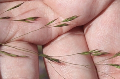 Deschampsia danthonioides
