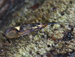 Esperia sulphurella