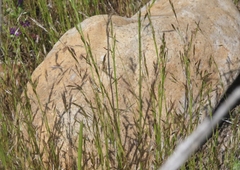 Deschampsia danthonioides