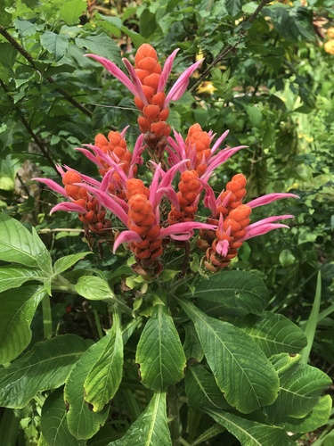 Aphelandra sinclairiana
