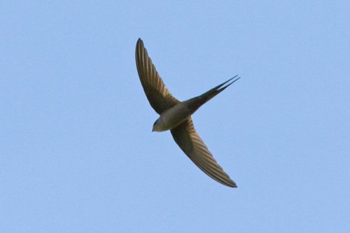 African Palm Swift