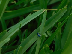 Condylostylus mundus