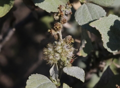 Ambrosia chenopodiifolia