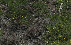 Malephora lutea