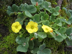 Oxalis megalorrhiza