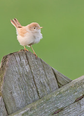 Curruca deserti