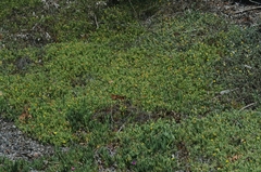 Malephora lutea