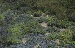 Malephora lutea