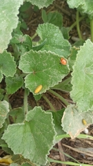 Henosepilachna argus