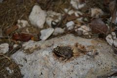 Eleutherodactylus planirostris