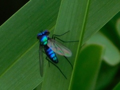Condylostylus mundus