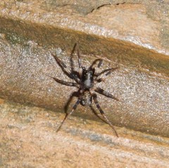 Araneae