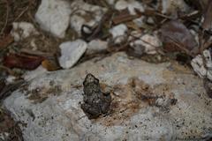 Eleutherodactylus planirostris