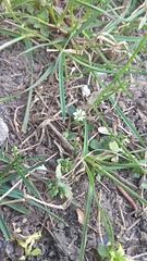 Stellaria media