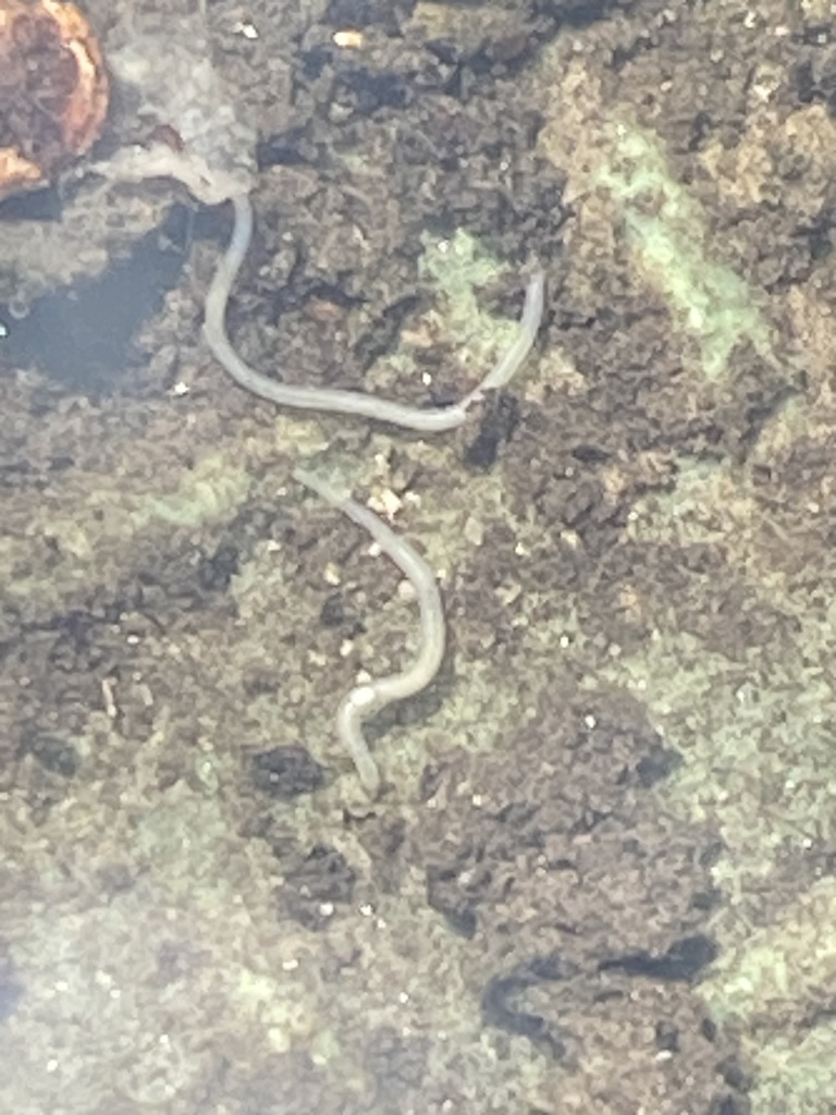 Nematodes From Pasadena City College Pasadena CA US On March 29 Nematodes from pasadena city college pasadena ca us on march 29