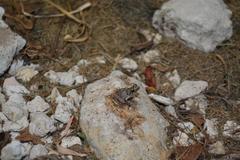 Eleutherodactylus planirostris