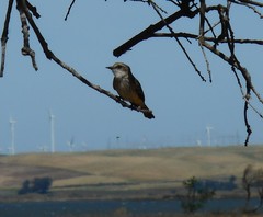 Pyrocephalus rubinus