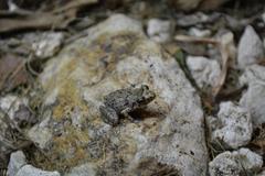 Eleutherodactylus planirostris